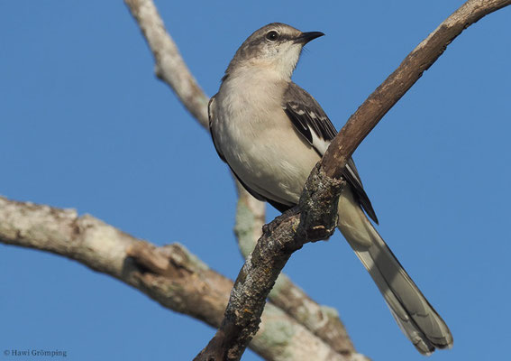 SPOTTDROSSEL, NORTHERN MOCKINGBIRD, MIMUS POLYGLOTTUS