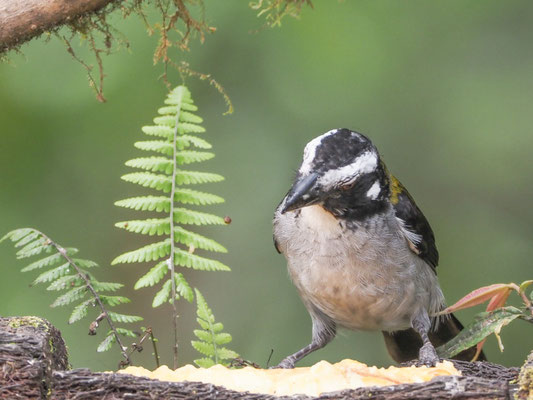 Schwarzschwingensaltator, Black-winged Saltator - Saltator atripennis