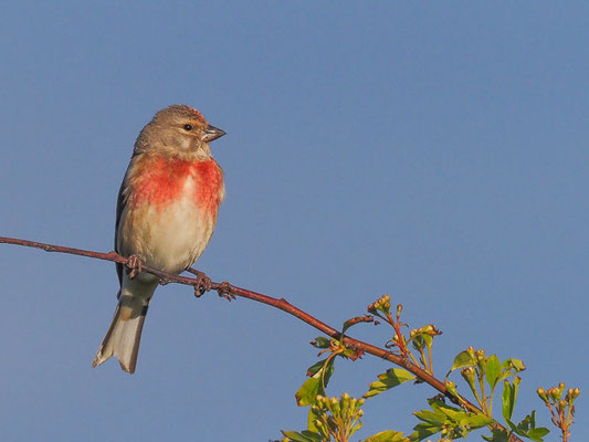 Bluthänfling, Kneu, Common Linnet