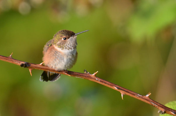 ROTRÜCKEN-ZIMTELFE, RUFOUS HUMMINGBIRD, SELASPHORUS RUFUS