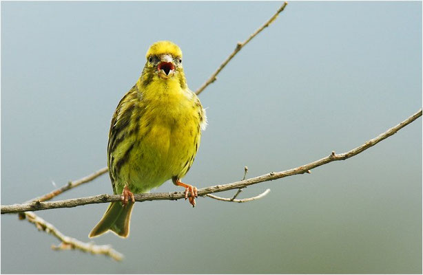 GIRLITZ, SERIN, SERINUS SERINUS