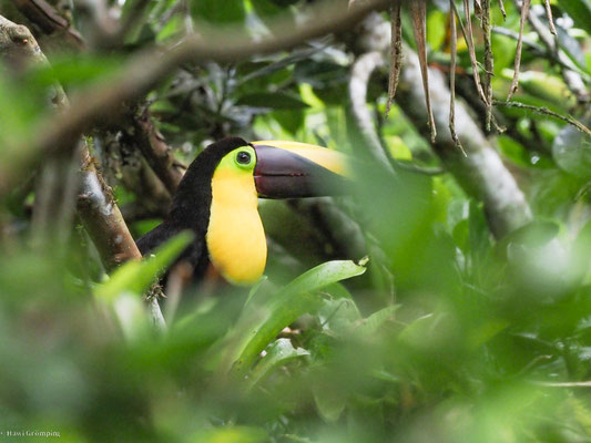 Goldkehltukan, Yellow-throated Toucan - Ramphastos ambiguus