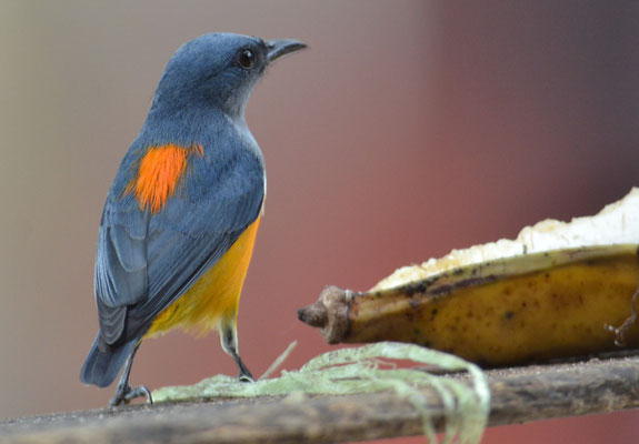 ORANGEBAUCH-MISTELFRESSER, ORANGE-BELLIED  FLOWERPECKER, DICAEUM TRIGONOSTIGMA - THAILAND