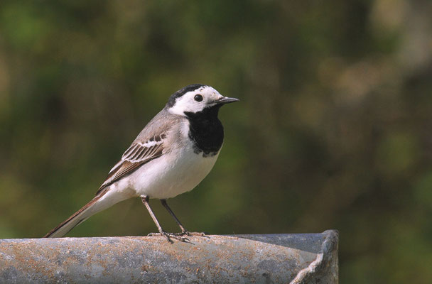BACHSTELZE, WHITE WAGTAIL, MOTACILLA ALBA