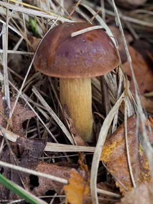 Maronen-Röhrling - Xerocomus badius