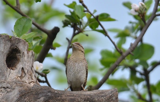 WENDEHALS, WRYNECK, JYNX TORQUILLA