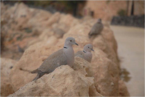 RINGELTAUBE, WOOD PIGEON,  COLUMBA PALUMBUS