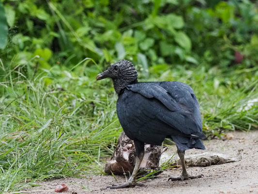 RABENGEIER, BLACK VULTURE - CORAGYPS ATRATUS