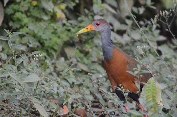 CAYENNERALLE, GRAY-NECKED WOOD-RAIL, ARAMIDES CAJANEA