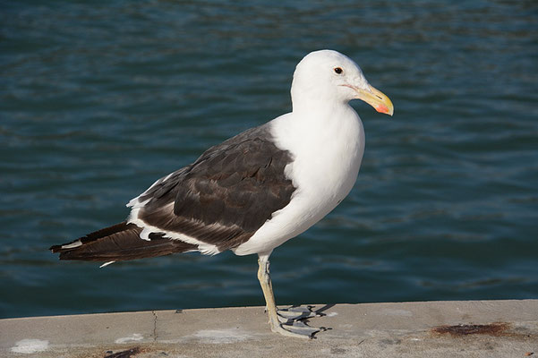 DOMINIKANERMÖWE, KELP GULL, LARUS DOMINICANUS