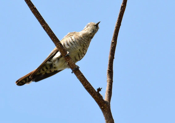 SUNDA-KUCKUCK, SUNDA CUCKOO, CUCULUS LEPIDUS