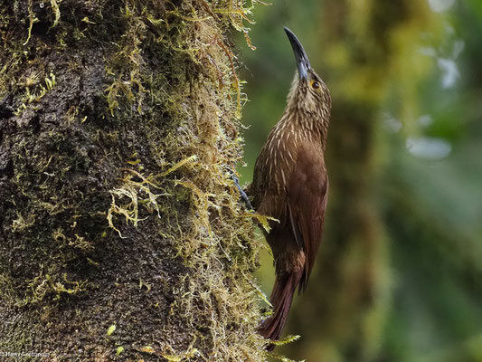 STARKSCHNABEL-BAUMSTEIGER, STRONG-BILLED WOODCREEPER - XIPHOCOLAPTES  PROMEROPIRHYNCHUS