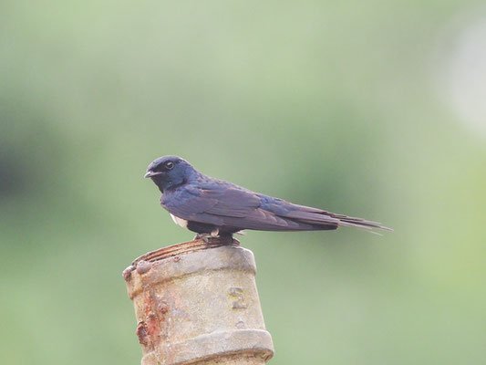 Weißbandschwalbe- White-banded Swallow - Atticora fasciata