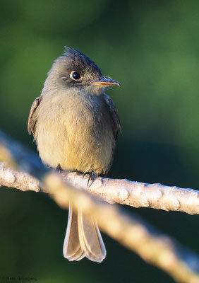 KUBA-SCHNÄPPERTYRANN, CUBAN PEWEE, CANTOPUS CARIBAEUS
