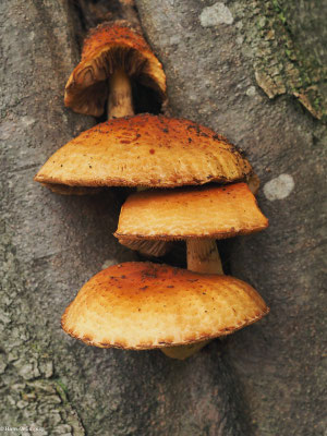 Schleimiger Schüppling - Pholiota adiposa