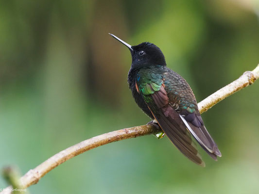 HYAZINTHKOLIBRI, VELVET-PURPLE CORONET - BOISSONNEAUA JARDINI