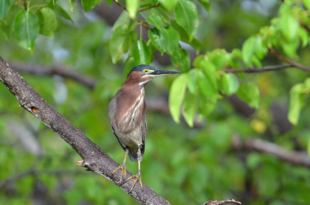 GRÜNREIHER, GREEN HERON, BUTORIDES VIRESCENS