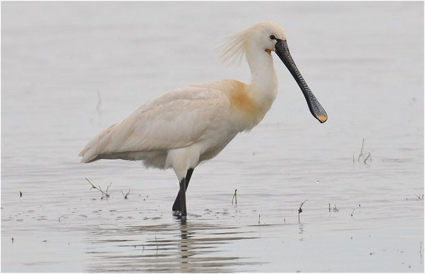 LÖFFLER, SPOONBILL, PLATALEA LEUCORODIA