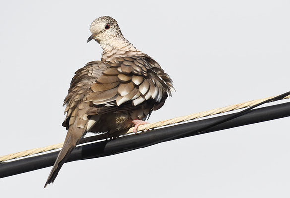 SCHUPPENTÄUBCHEN, SCALED DOVE, COLUMBINA SQUAMMATA