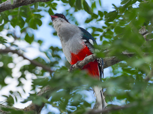 KUBA-TROGON, CUBAN TROGON, PRIOTELUS TEMNURUS