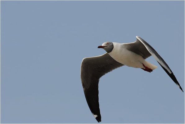 GRAUKOPFMÖWE, GREY-HEADED GULL, LARUS CIRROCEPHALUS