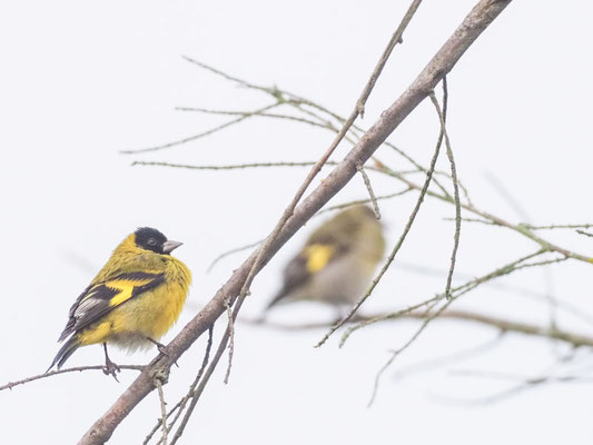 Magellanzeisig, Hooded Siskin - Sporagra magellanica