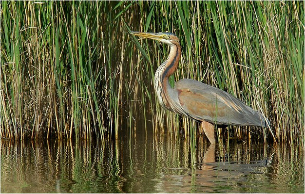 PURPURREIHER, PURPLE HERON, ARDEA PURPUREA