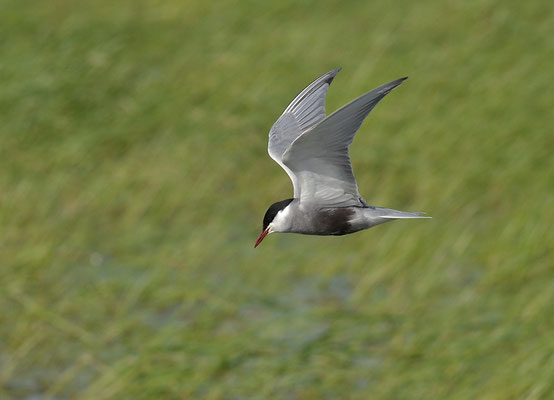 WEISSBARTSEESCHWALBE, WHISKERED TERN,  CHLIDONIAS HYBRIDA