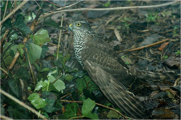 SPERBER, SPARROWHAWK, ACCIPITER NISUS