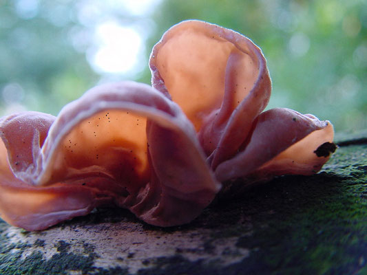 Judasohr - Auricularia auricula-judae