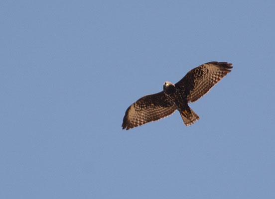 KURZSCHWANZBUSSARD, SHORT-TAILED HAWK, BUTEO BACHYURUS
