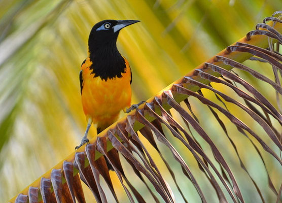 WEISSFLÜGELTRUPIAL,  VENEZUELAN TROUPIAL, ICTERUS ICTERUS