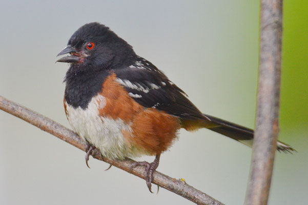 FLECKENGRUNDAMMER, SPOTTED TOWHEE, PIPILO MACULATUS