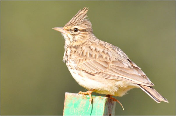 THEKLALERCHE, THEKLA LARK, GALERIDA THEKLAE