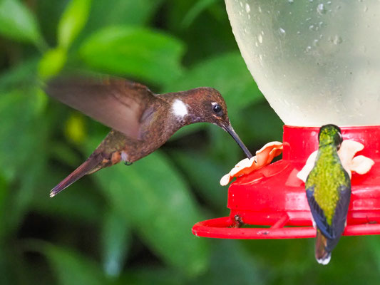 BRAUNER ANDENKOLIBRI, BROWN INCA - COELIGENA WILSONI