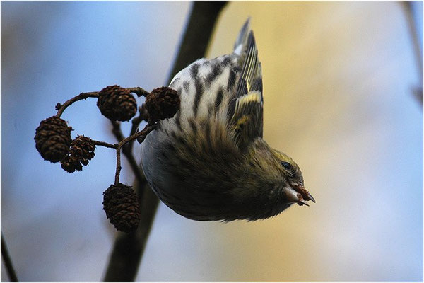 ERLENZEISIG, SISKIN, CARDUELIS SPINUS