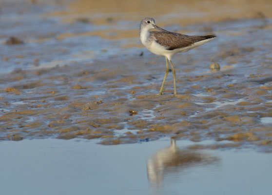GRÜNSCHENKEL, COMMON GREENSHANK, TRINGA NEBULARIA