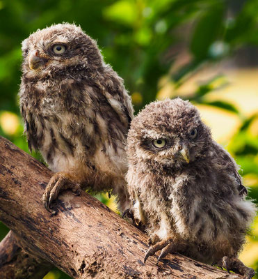 STEINKAUZ, LITTLE OWL , ATHENE NOCTUA