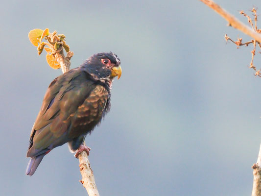 Glanzflügelpapagei, Bronze-winged Parrot - Pionus chalcopterus