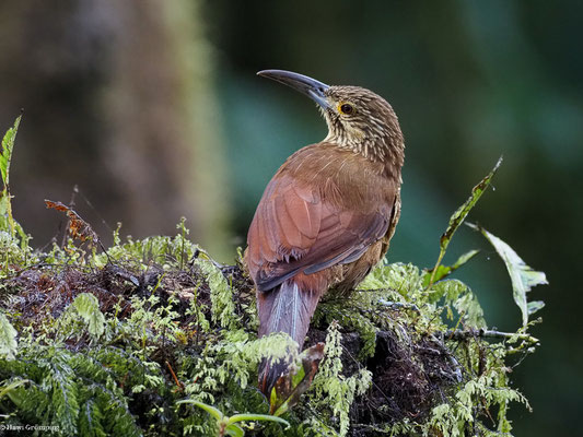 STARKSCHNABEL-BAUMSTEIGER, STRONG-BILLED WOODCREEPER - XIPHOCOLAPTES  PROMEROPIRHYNCHUS