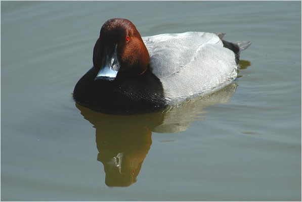 TAFELENTE, POCHARD, AYTHYA  FERINA