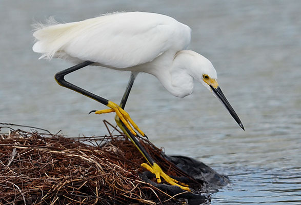 SCHMUCKREIHER, SNOWY EGRET, EGRETTA THULA