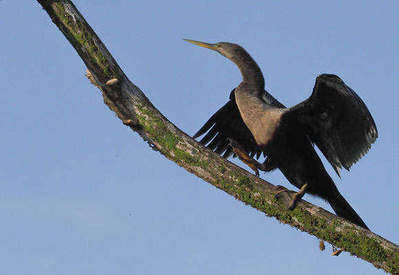 AMERIKANISCHER SCHLANGENHALSVOGEL, ANHINGA, ANHINGA ANHINGA