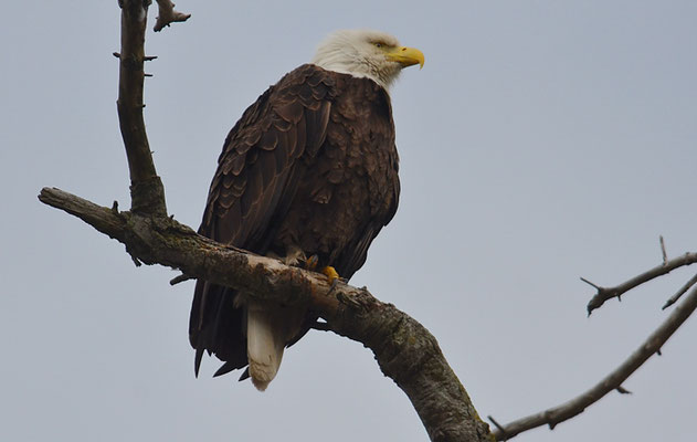 WEISSKOPFSEEADLER, BALD EAGLE,  HALIAEETUS LEUCOCEPHALUS