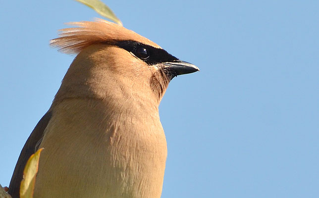 Zedernseidenschwanz - Cedar Waxwing (Bombycilla cedrorum