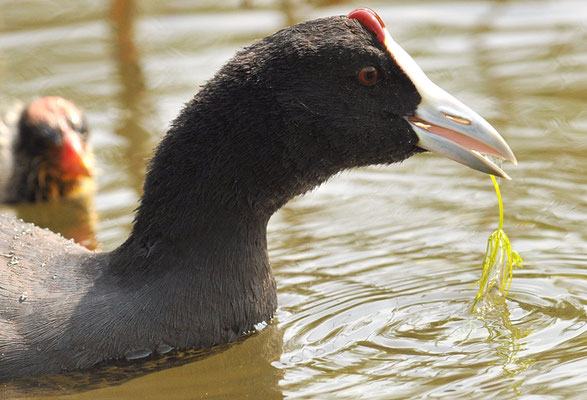 KAMMBLÄSSRALLE, RED-KNOBBED COOT, FULICA CRISTATA