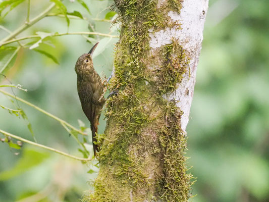 Sternflecken-Baumsteiger, Spotted Woodcreeper - Xiphorhynchus erythropygius