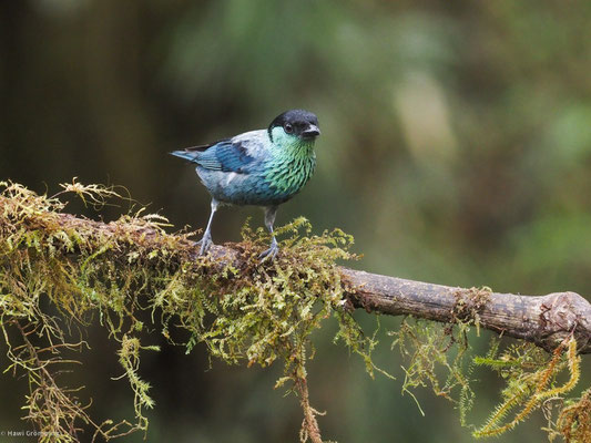 HEINE-TANGARE, BLACK-CAPPED TANAGER - TANGARA HEINEI