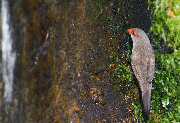 WELLENASTRILD, COMMON WAXBILL, ESTRILDA ASTRILD