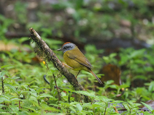 GOLDSCHEITELWALDSÄNGER, RUSSET-CROWNED WARBLER - MYIOTHLYPIS CORONATA